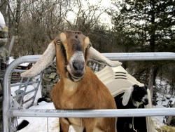 STRANGE!! Man allegedly have sex with goat in Ekiti