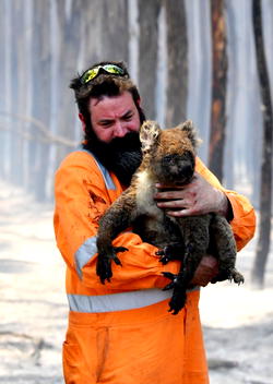 More than one billion animals die in Australia’s wildfires