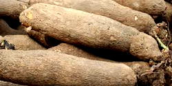 Secondary school students allegedly turned into tubers of yam in Oyo