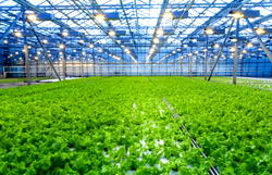 Greenhouses protect crops from ultraviolet sun rays, pests ⁠— Expert