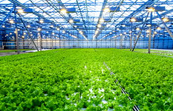 Greenhouses protect crops from ultraviolet sun rays, pests ⁠— Expert