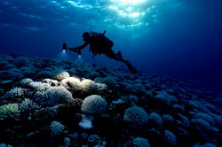 Chief Diving Inspector warns against unauthorised operations