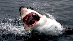 Diver killed in Australia shark attack