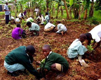 Afforestation: FG plans 35m tree seedling planting
