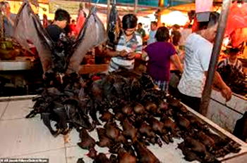 COVID-19: Indonesian city bans sales of bats, snakes