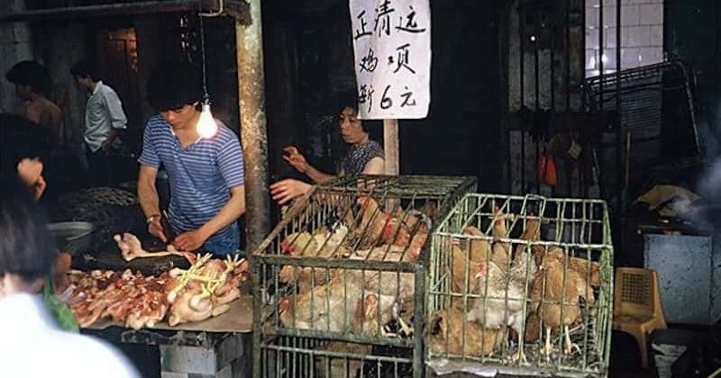 China considers ‘complete ban’ on wildlife trade