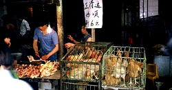 China considers ‘complete ban’ on wildlife trade