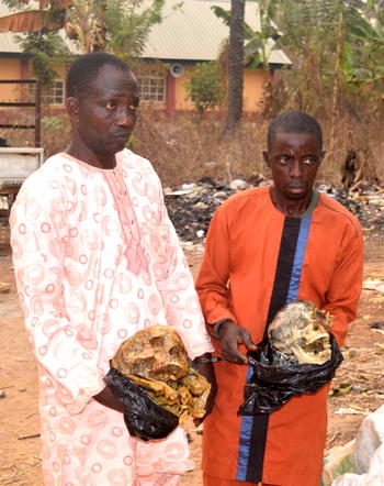 Police parades suspected ritualists with human skulls
