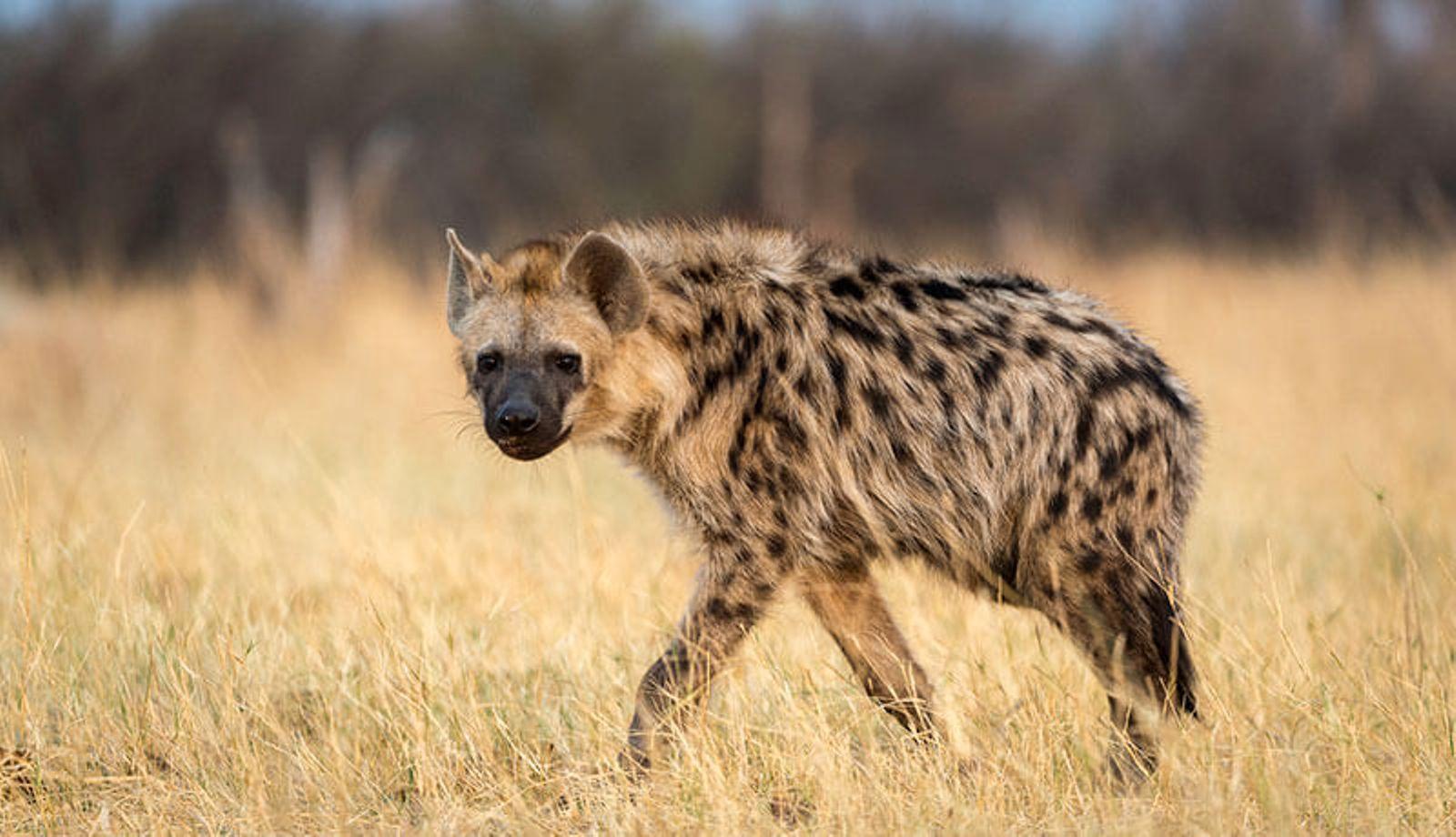 Panic over escape of hyena from Imo zoo