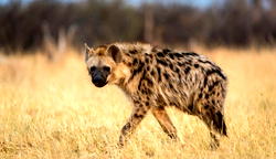 Panic over escape of hyena from Imo zoo
