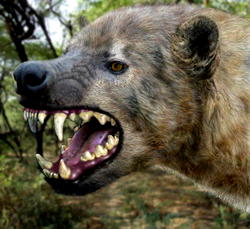 Panic as giant hyena escapes from Imo zoo