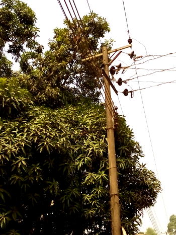 Barrow-pusher electrocuted while trying to pluck mango fruits with iron
