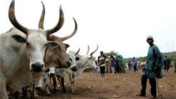 RENEWED RUGA RUMBLINGS: Plan to seize our land dead and buried – Ujege, Benue tribal leader
