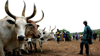 URUS tackles livestock products deficit with innovative solutions