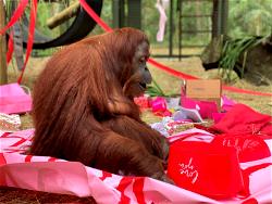 Orangutan granted ‘personhood’ turns 34 on Valentine’s Day