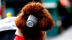 Hong Kong pets face coronavirus quarantine after dog tests positive