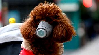 Hong Kong pets face coronavirus quarantine after dog tests positive