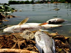 SPDC wrecks havoc to fish rearing in Delta-Youths lament