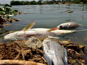 SPDC wrecks havoc to fish rearing in Delta-Youths lament