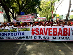 Thousands protest against elimination of pigs in Indonesia