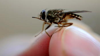 FG to redouble efforts on tsetse flies eradication ―Minister