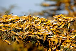 Running out of time: East Africa faces new locust threat