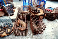 Coronavirus: China bans consumption of wild animals