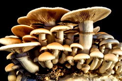 Mushrooms are treasures in the wild — Dr. Lauretta Ofodile