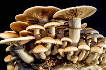 Mushrooms are treasures in the wild — Dr. Lauretta Ofodile