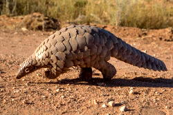 Nearly 900,000 pangolins trafficked worldwide: watchdog