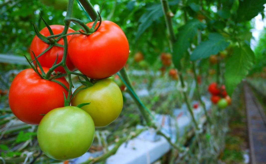 tomato