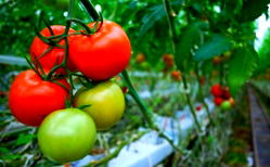 France keeps eyes peeled for ruinous tomato virus