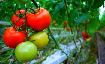 France keeps eyes peeled for ruinous tomato virus