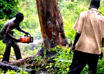 Kano plans law to stop indiscriminate felling of trees