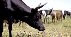 ‘Moo-ney’ transfer: Chad paying $100m Angola debt with cattle