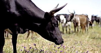 ‘Moo-ney’ transfer: Chad paying $100m Angola debt with cattle