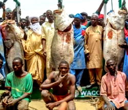 Argungu Fishing Festival: man with biggest catch gets N10m, 2 cars, Hajj seats