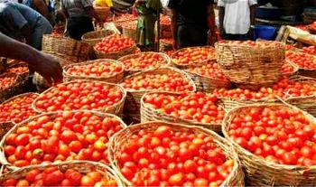 Lockdown: Baskets of tomato, pepper flood Oyo markets, no buyers