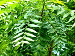 COVID-19: NUAHP directs members to commence research on dongonyaro leaves, others