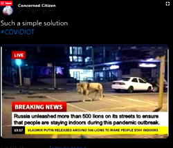 Fact check: Russia releases 800 tigers; lions to force citizens stay at home over covid-19