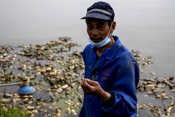 Wuhan farmers struggle as crops wither from travel limits