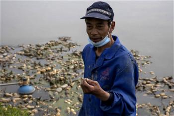 Wuhan farmers struggle as crops wither from travel limits