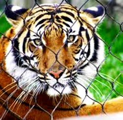 4-year-old tigress tests positive for coronavirus