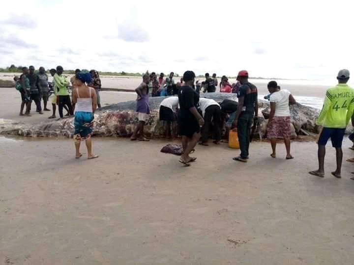 Residents feast on strange mammal stranded in Bonny Island shores