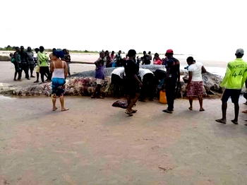 Residents feast on strange mammal stranded in Bonny Island shores