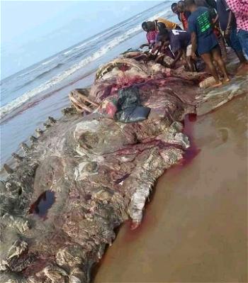 RIVERS: Residents feast on strange mammal washed ashore