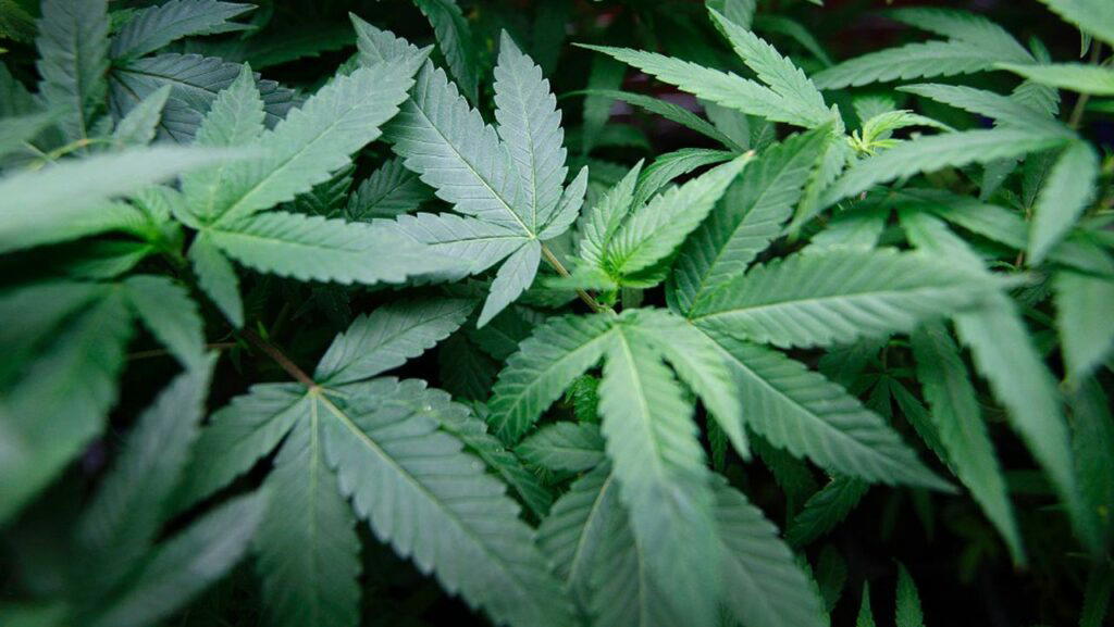 US eases access to marijuana for medical use
