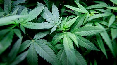Marijuana Legalization, Nigeria