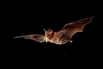Wuhan lab had three live strains of bat coronavirus ―Chinese state media