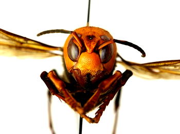 Asian giant hornets spotted for first time in US